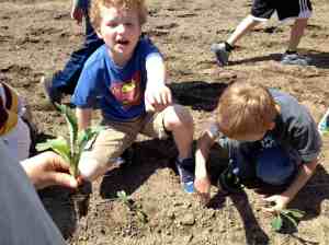  kale planting