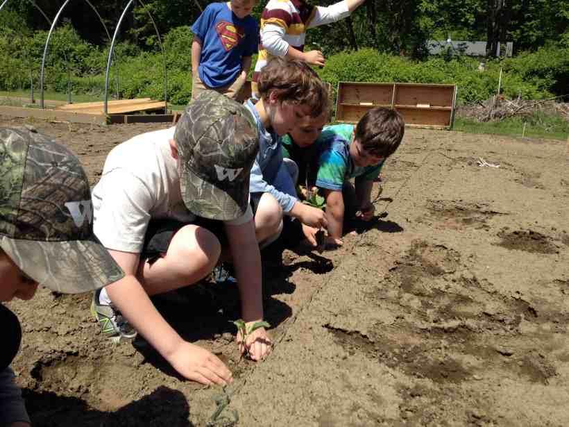 Team Second Grade       Planting Kale