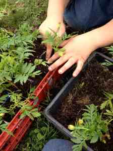 marigold transplanting