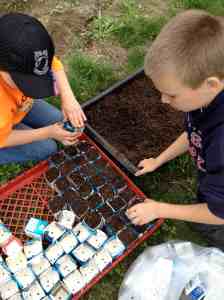 transplanting in milk cartons