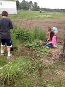 weeding rhubarb and raspberries