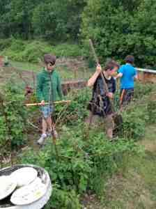 weeding raspberries