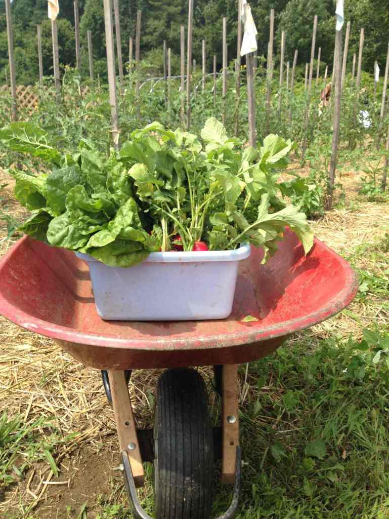 radish chard harvest