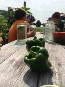 adding dill and peppers