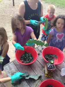 de-ribbing the kale leaves
