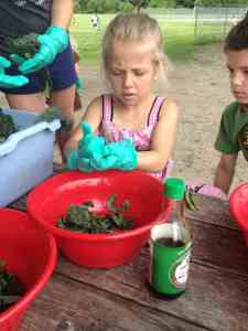 getting the idea of working the kale