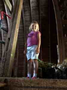hanging garlic in the barn to dry