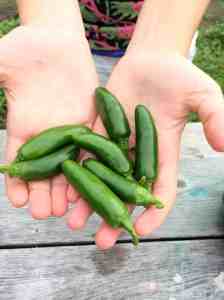 jalapeno peppers: pickle heat