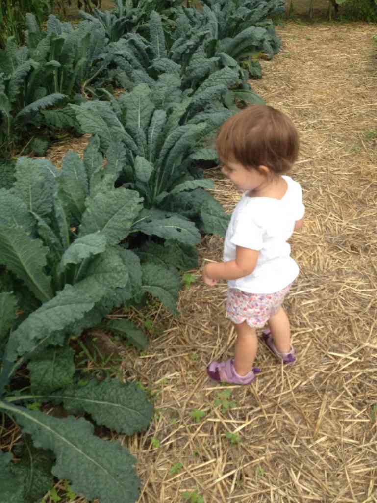 observing July kale harvest