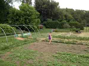 mulching the new garden