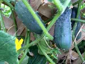 cukes keep producing