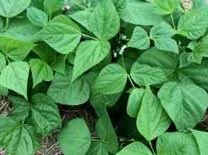 fall beans flowering