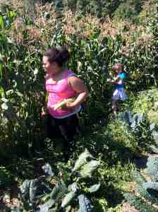 harvesting sweet corn