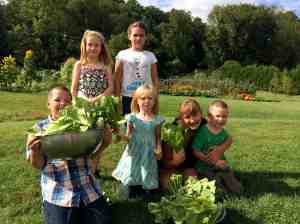 Lettuce harvest for Caesar Salad