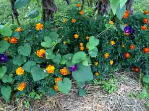 marigolds and morning glories