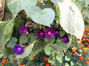 morning glories and marigolds