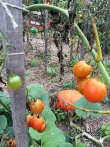 still some good tomatoes
