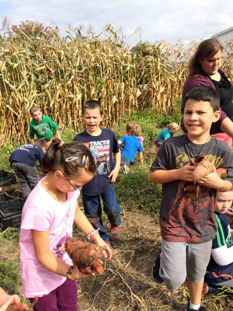 digging up sweet potatoes 2nd grades