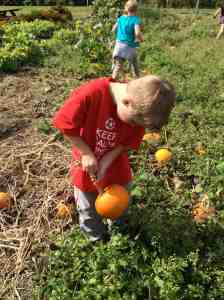 finding the pie pumpkins