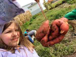 strangely shaped potatoes