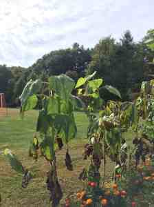 woodpecker on the sunflower