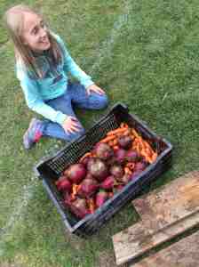 carrot and beet harvest