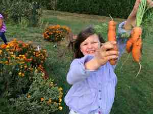 carrot harvest