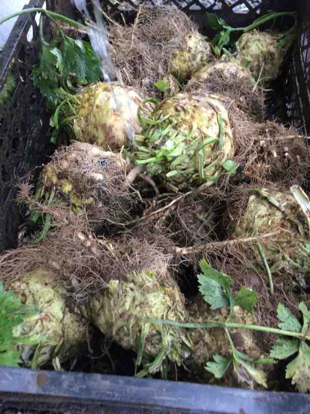 celeriac