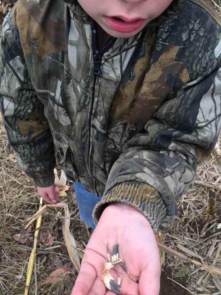 close-up marigold seeds