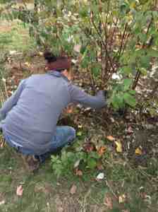 thinning raspberry canes