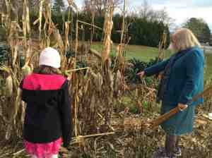 estimating corn crop yield