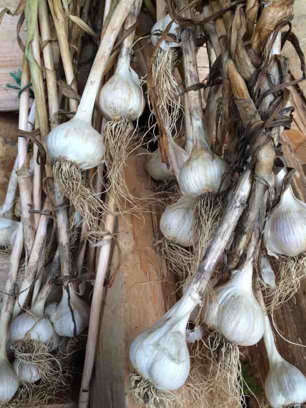 Last Summer's Garlic Harvest