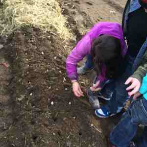 planting and covering