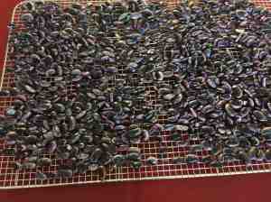 scarlet runner beans drying