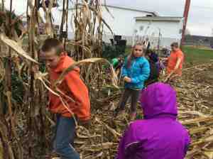 taking down the corn