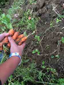 the last carrots out