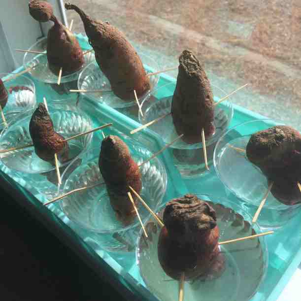 Starting sweet potatoes