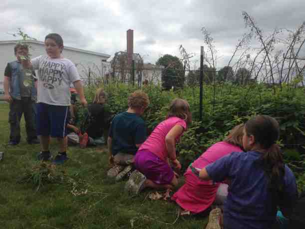 weeding raspberries