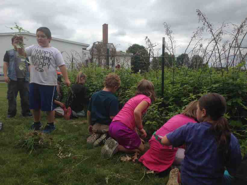 weeding raspberries