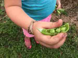 a look inside a sugar snap