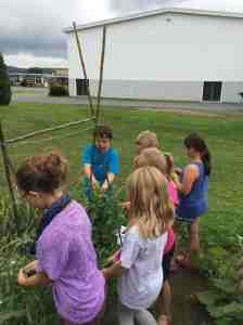harvesting sugar snaps