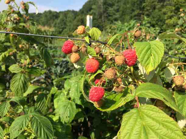August raspberries