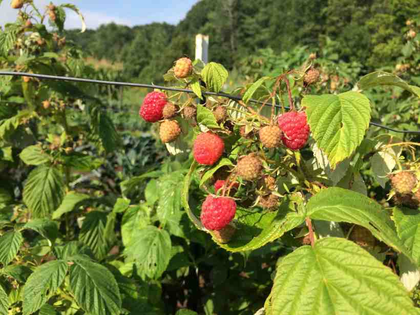 August raspberries
