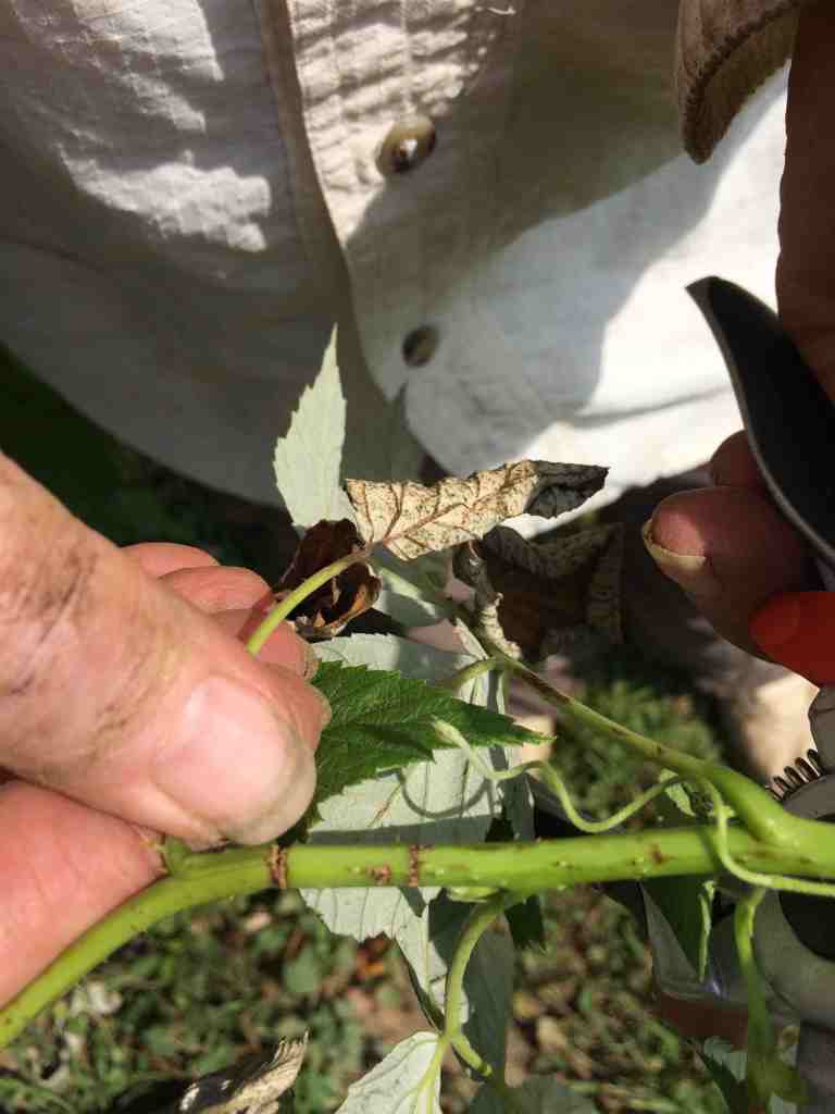 Cane borers on raspberries