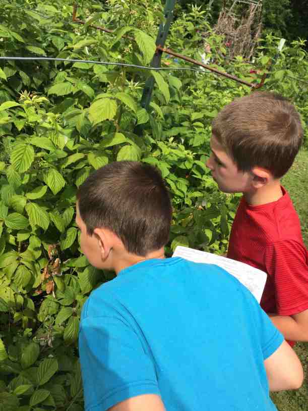 close obervation-raspberries