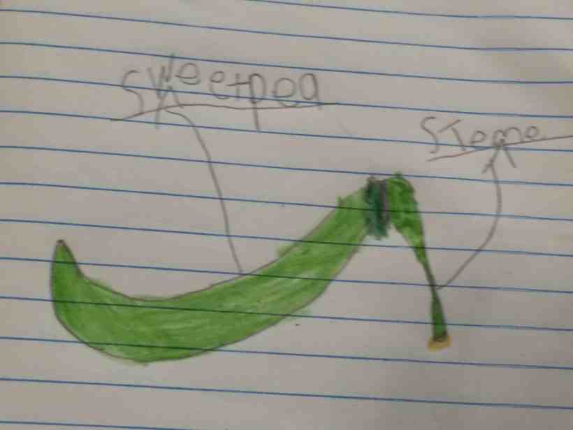 drawing and labeling