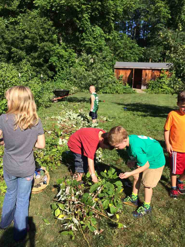 PICKING RASPBERRIES OFF OLD CANES