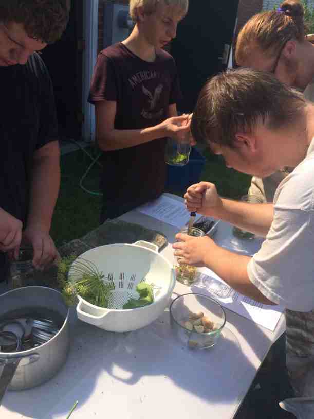 pickling- All produce from our garden