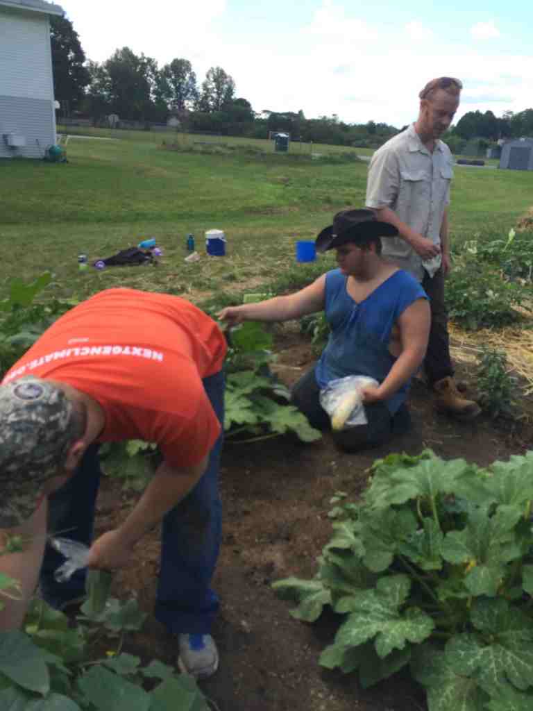 Youth Services crew harvests and weeds