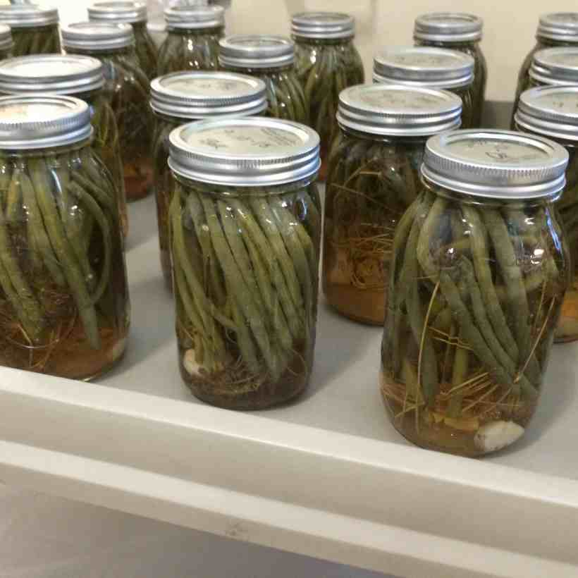 DILLY BEANS READY FOR THE SALAD BAR